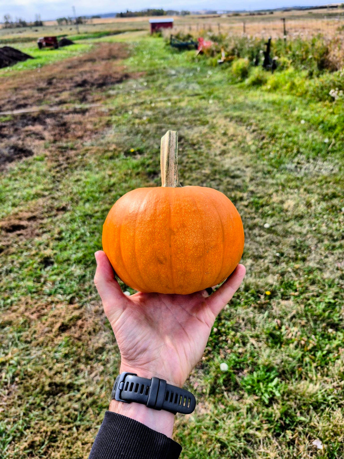 Farm pumpkin pie