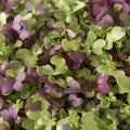 Microgreens, Salad Mix, Organic
