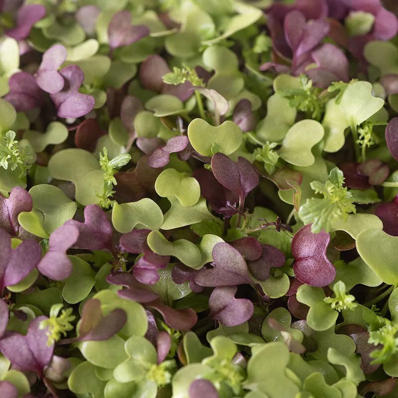 Microgreens, Salad Mix, Organic