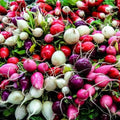 Radish