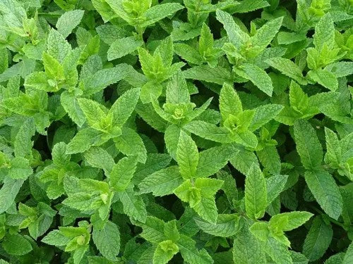 Mint