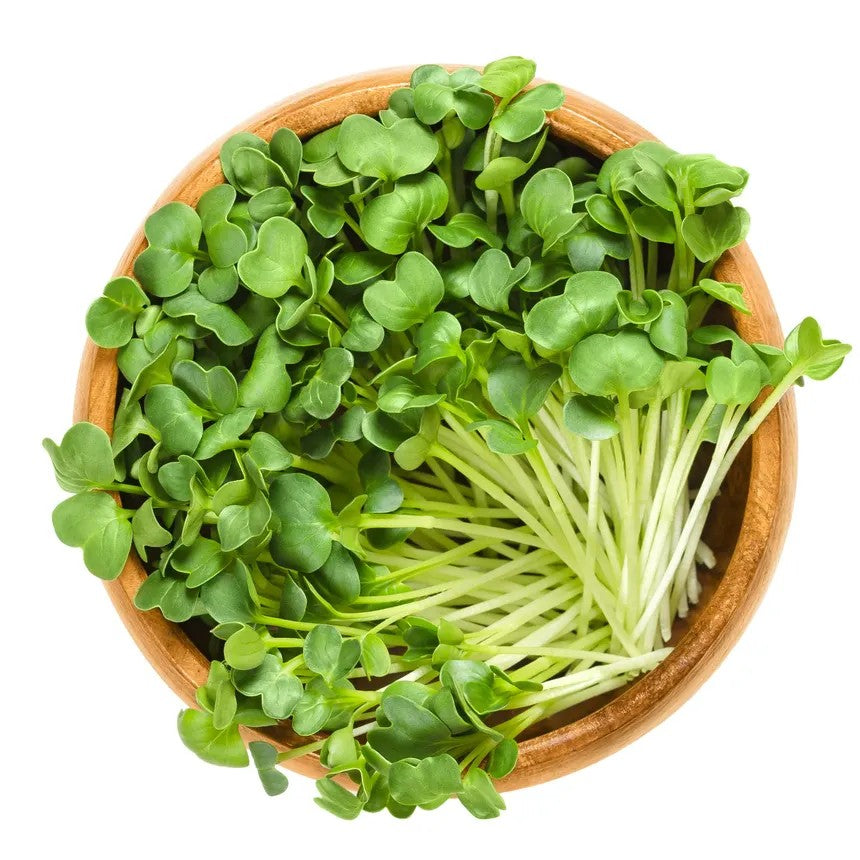 Microgreens, Radish, Organic