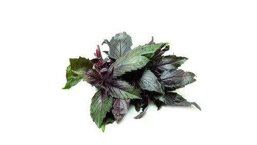 Basil, Purple