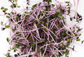 Organic Red Cabbage Microgreens - Red Deer Food Bank