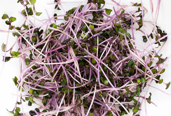 Organic Red Cabbage Microgreens - Red Deer Food Bank