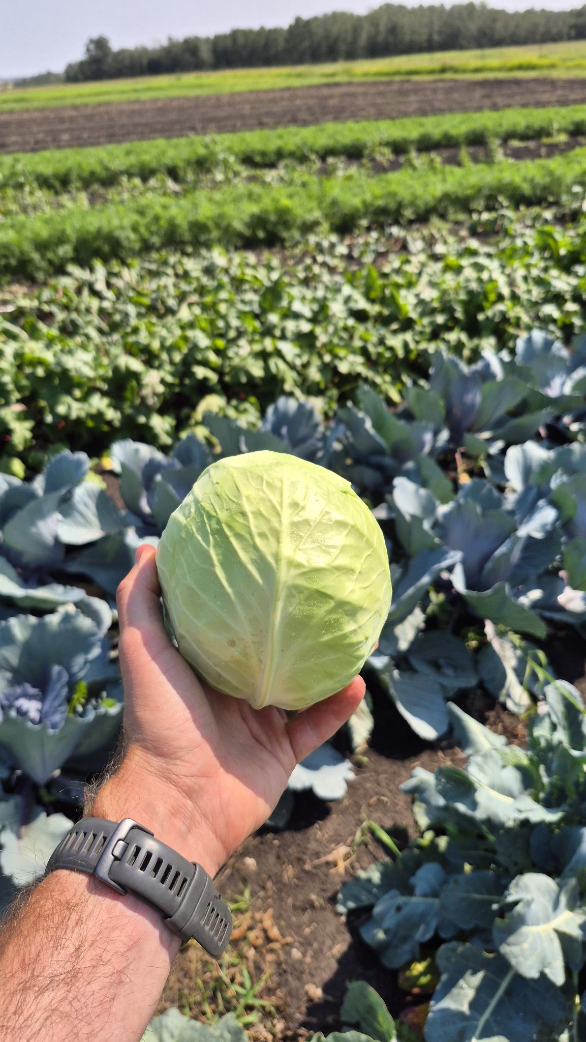 A green cabbage head held in one hand, with the cabbage and carrot rows behind it