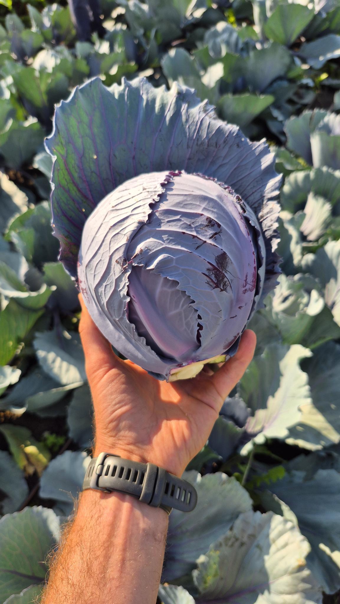 A dense purple red cabbage held in one hand in the Steel Pony Farm field