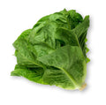 Lettuce, Romaine