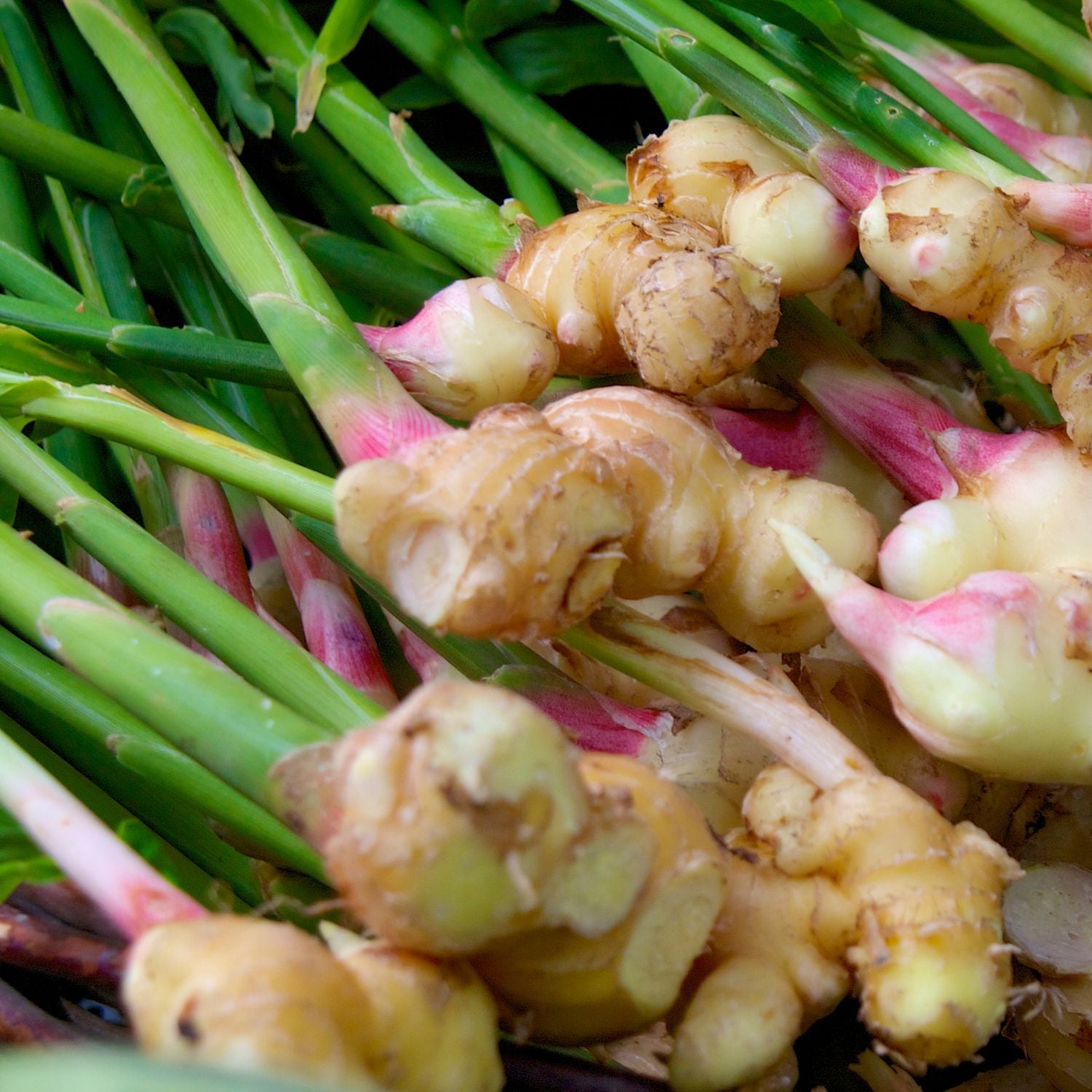 Ginger, Organic, Fresh