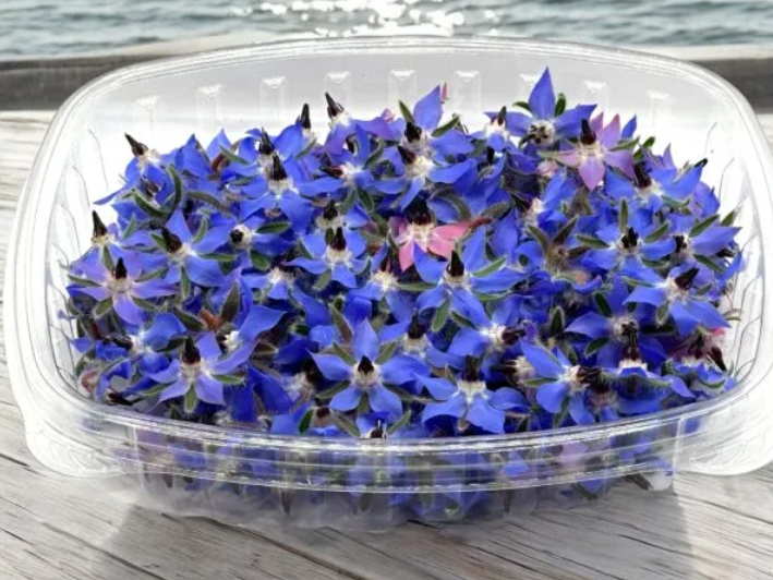 Microgreens, Borage (edible Flowers) with Mixed, Organic