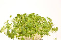 Microgreens, Arugula, Organic