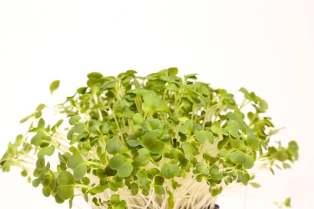 Microgreens, Arugula, Organic