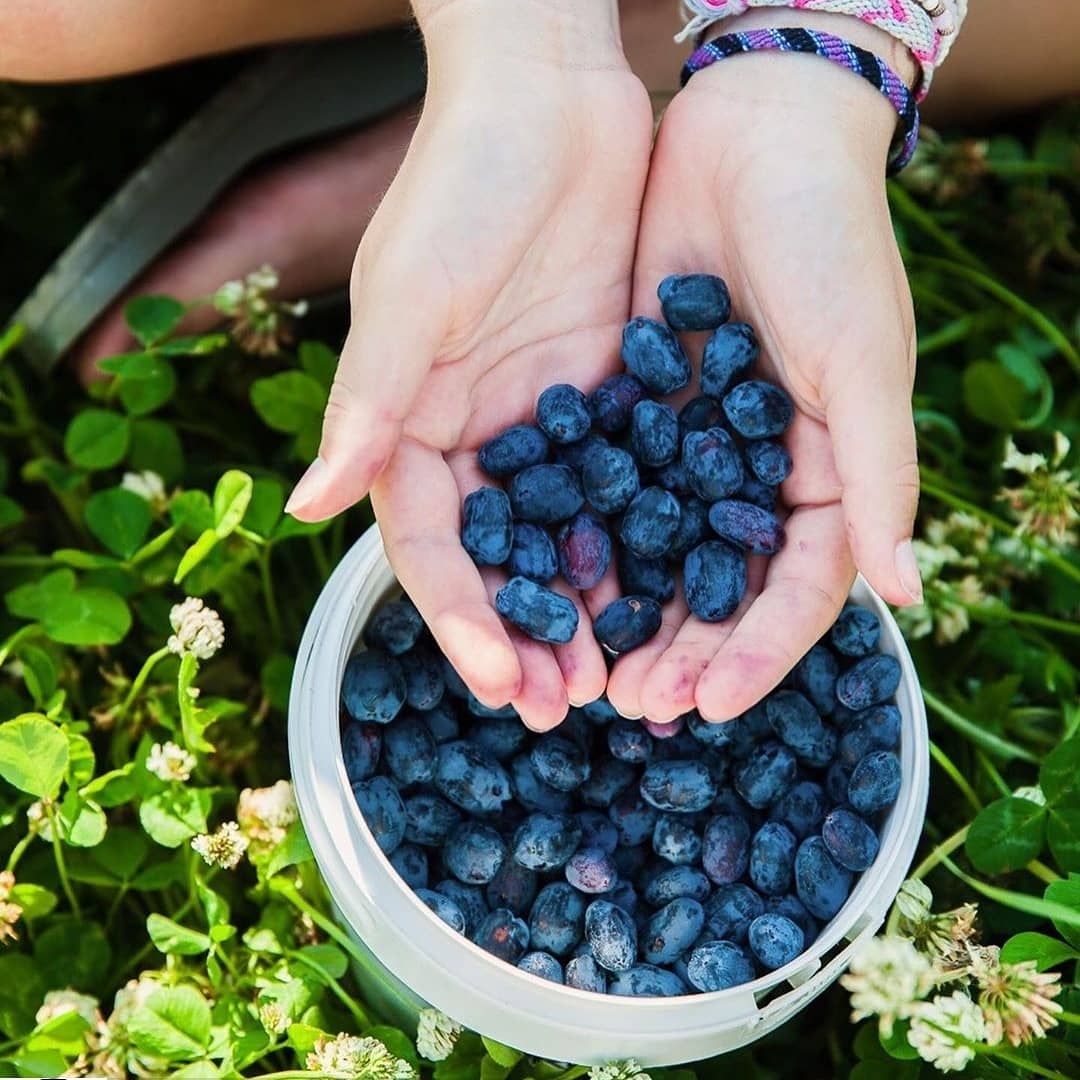Berries, Haskap, Frozen, Organic