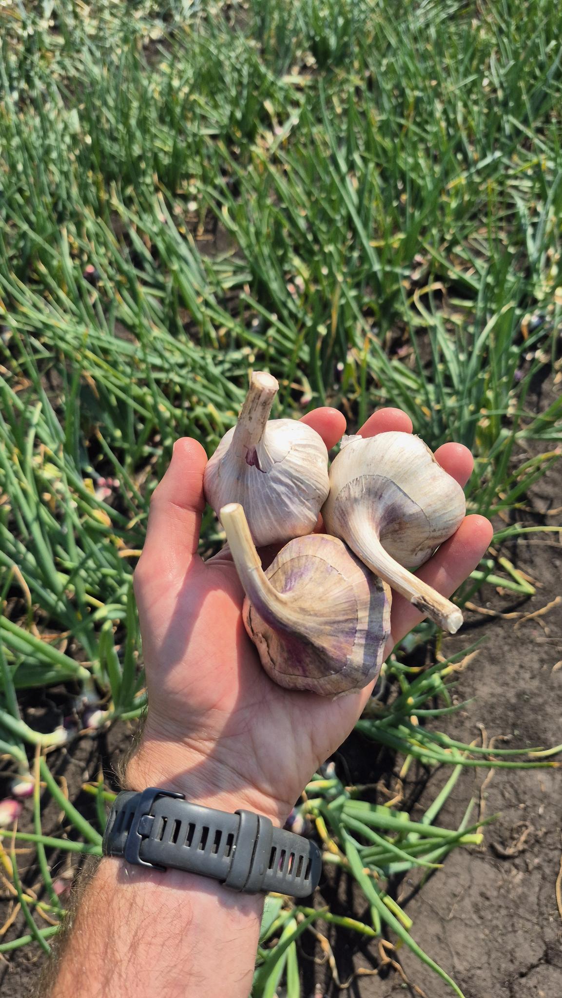 Three fresh Music garlic bulbs, just pulled