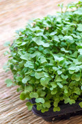 Microgreens, Kale , Organic