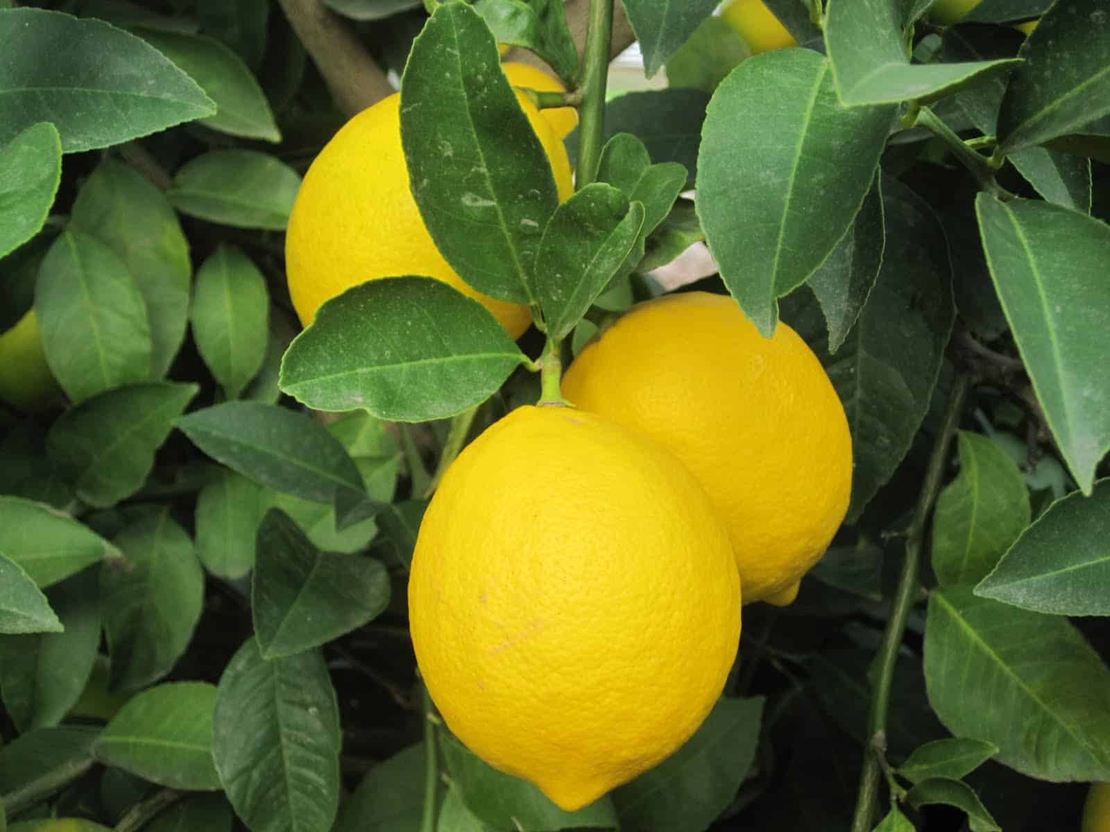Lemon, Eureka, Organic