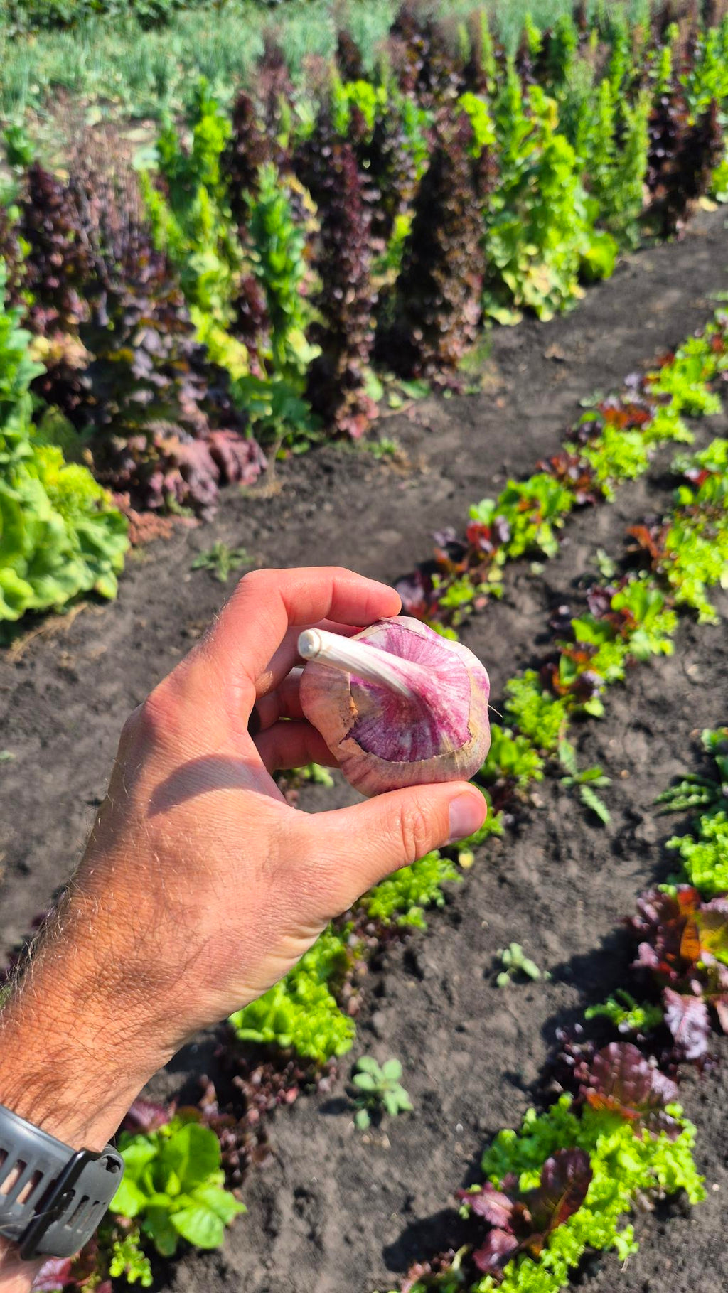 A fresh Red Russian garlic bulb
