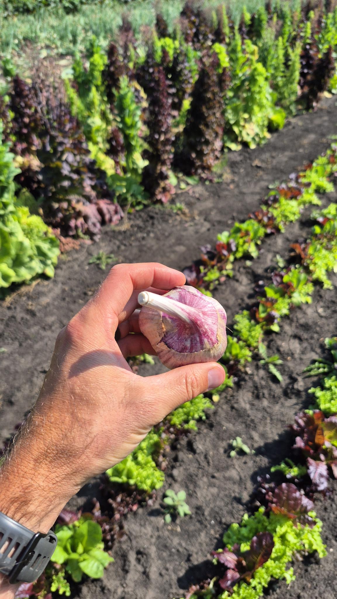 A fresh Red Russian garlic bulb