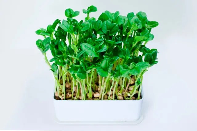 Microgreens, Fava Bean, Organic