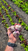 Three fresh Red Russian garlic bulbs, just pulled