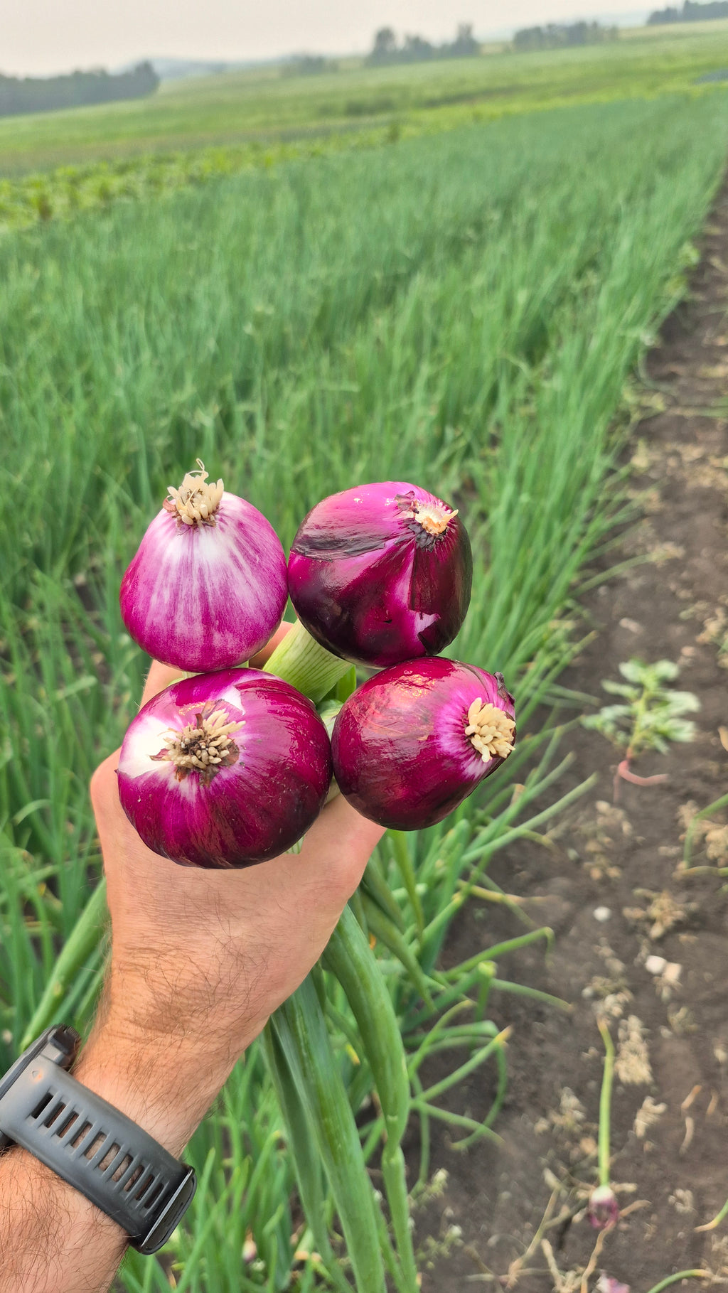 Red Cooking Onion