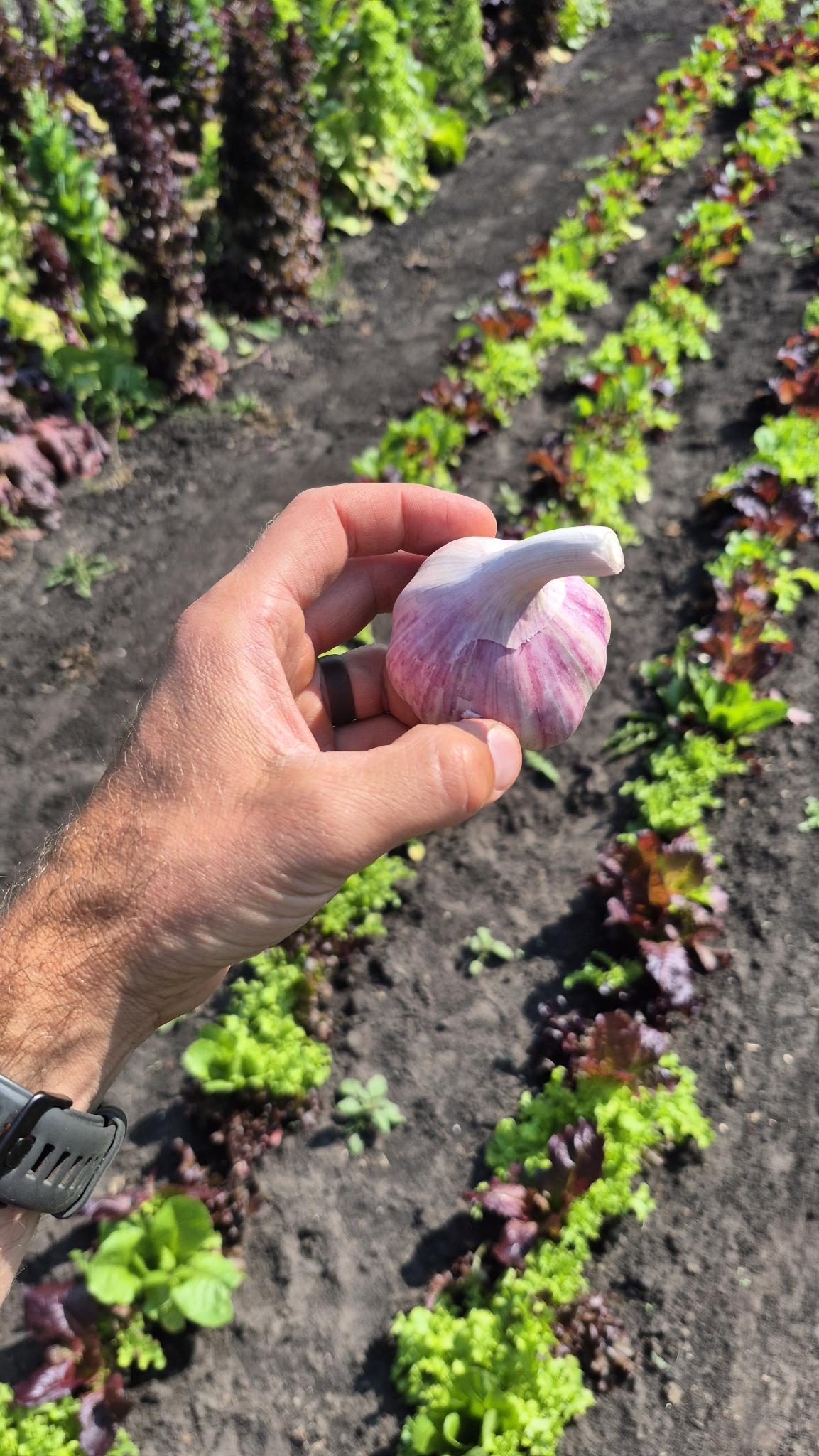 A fresh Tibetan garlic bulb