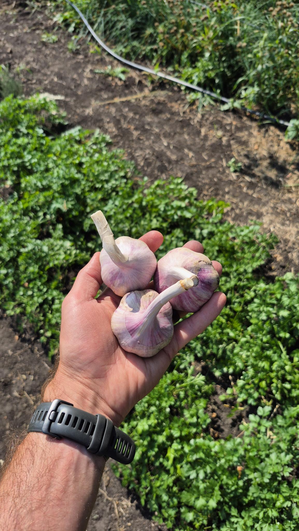 Three fresh Tibetan garlic bulbs, just pulled