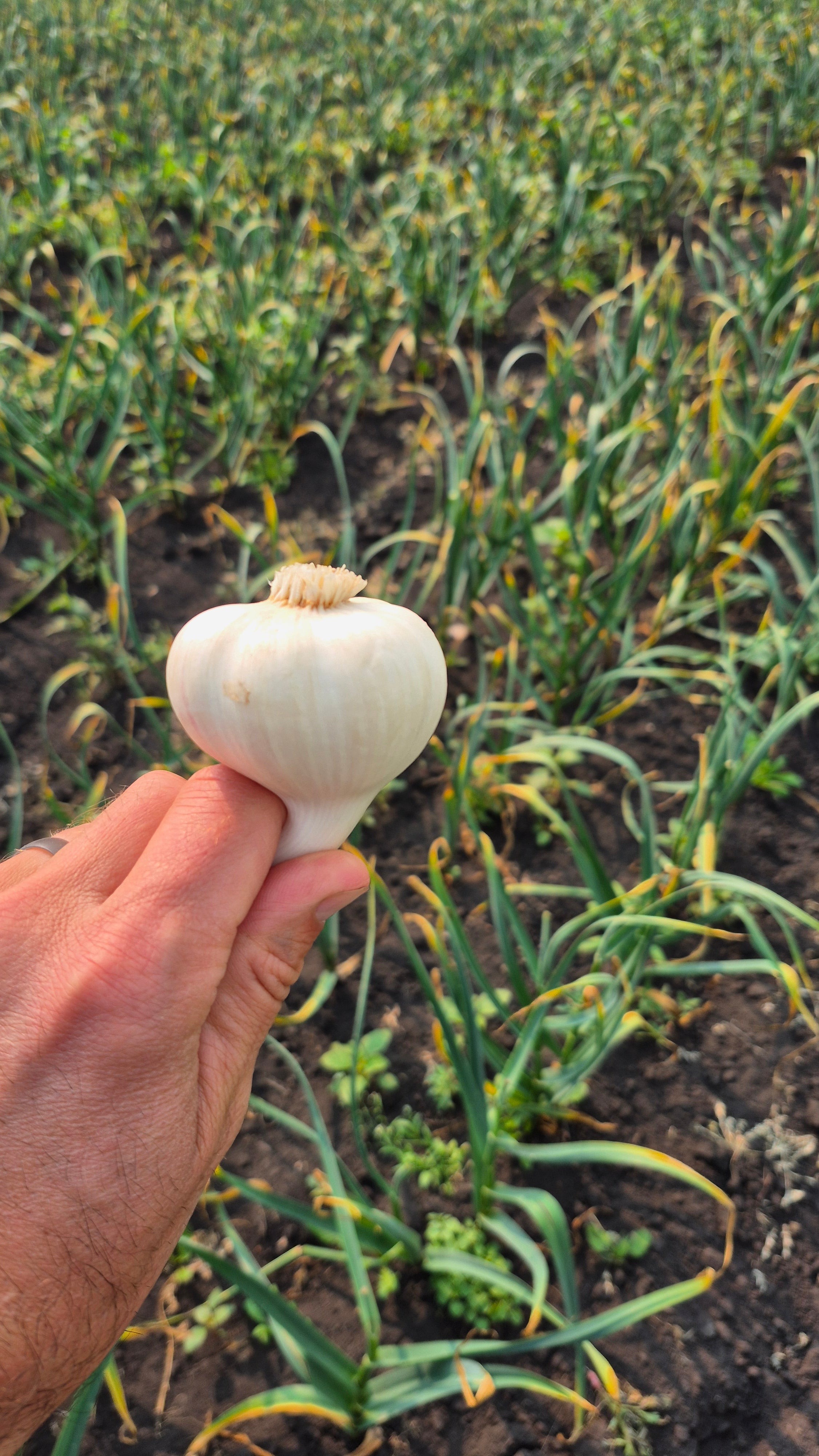 Garlic, Fresh, Tibetan