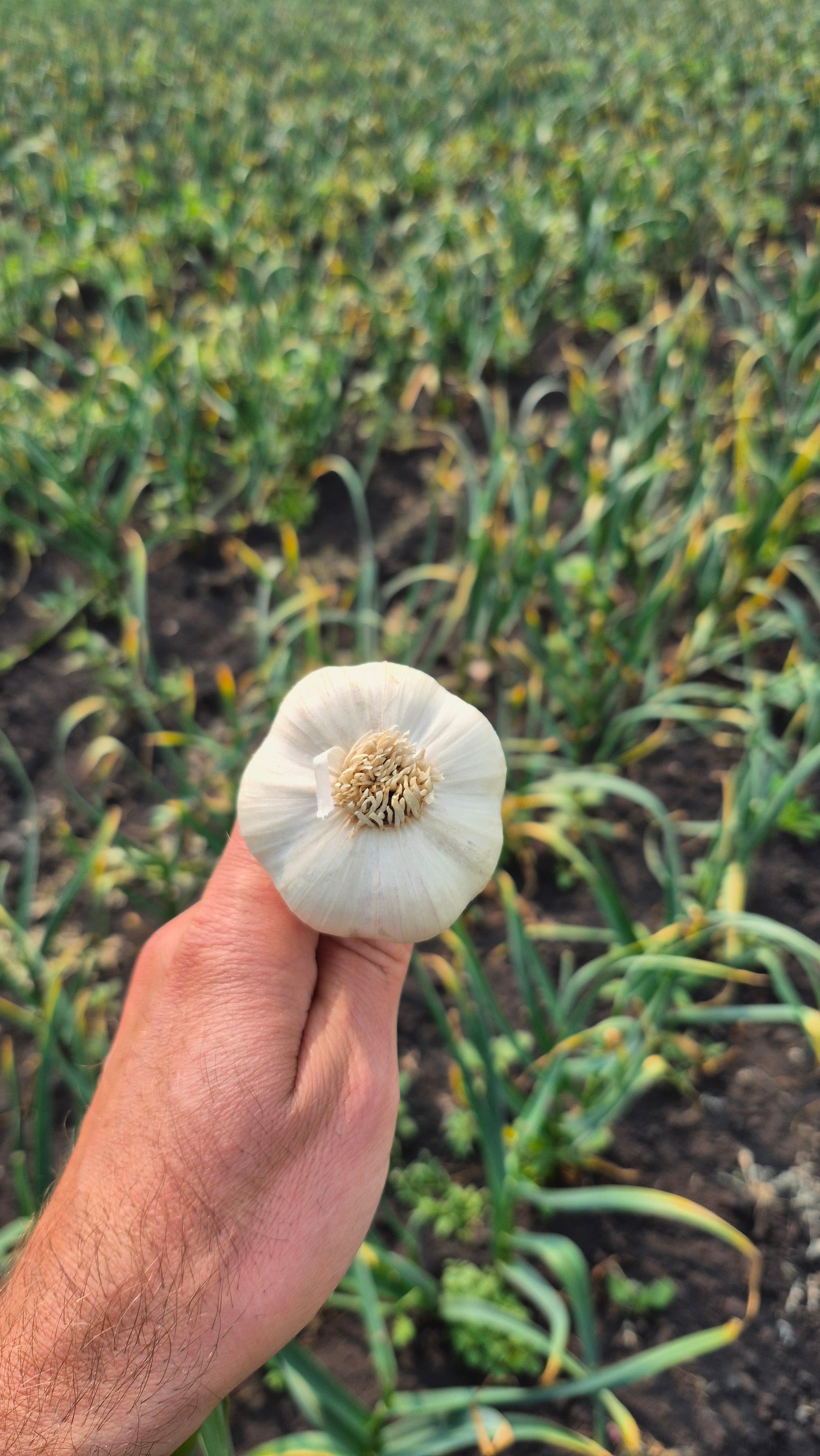 Garlic, Fresh, Tibetan