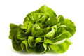 Lettuce, Aquaponic Clamshell Butterleaf