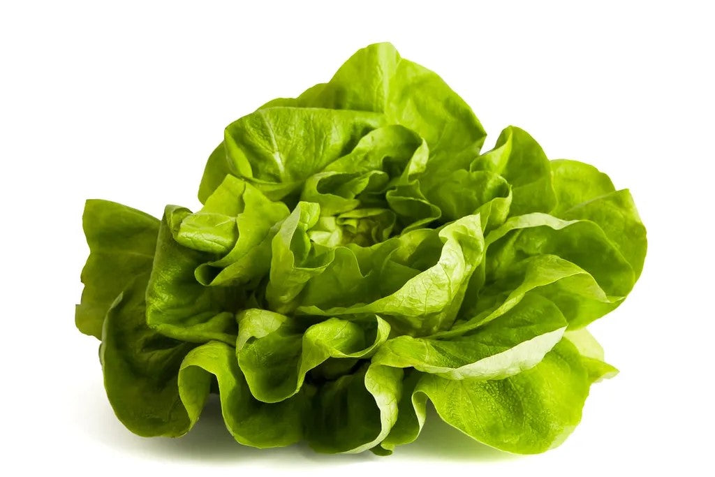 Lettuce, Aquaponic Clamshell Butterleaf