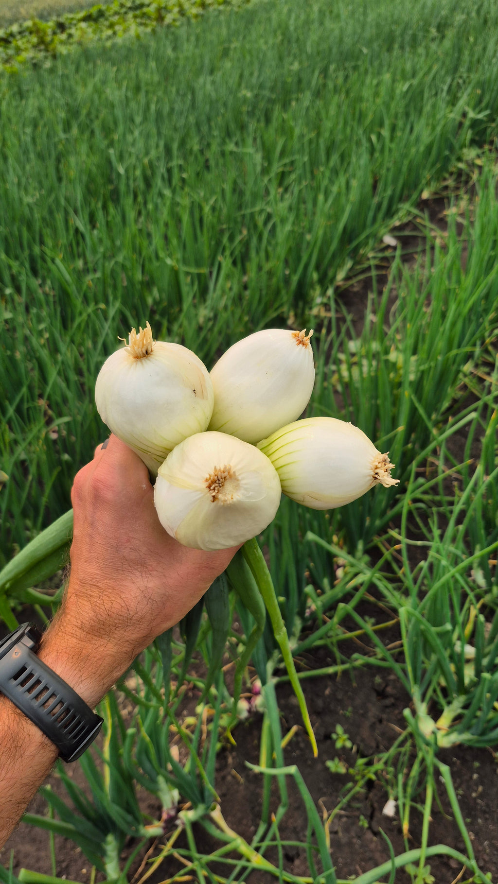 White Cooking Onion