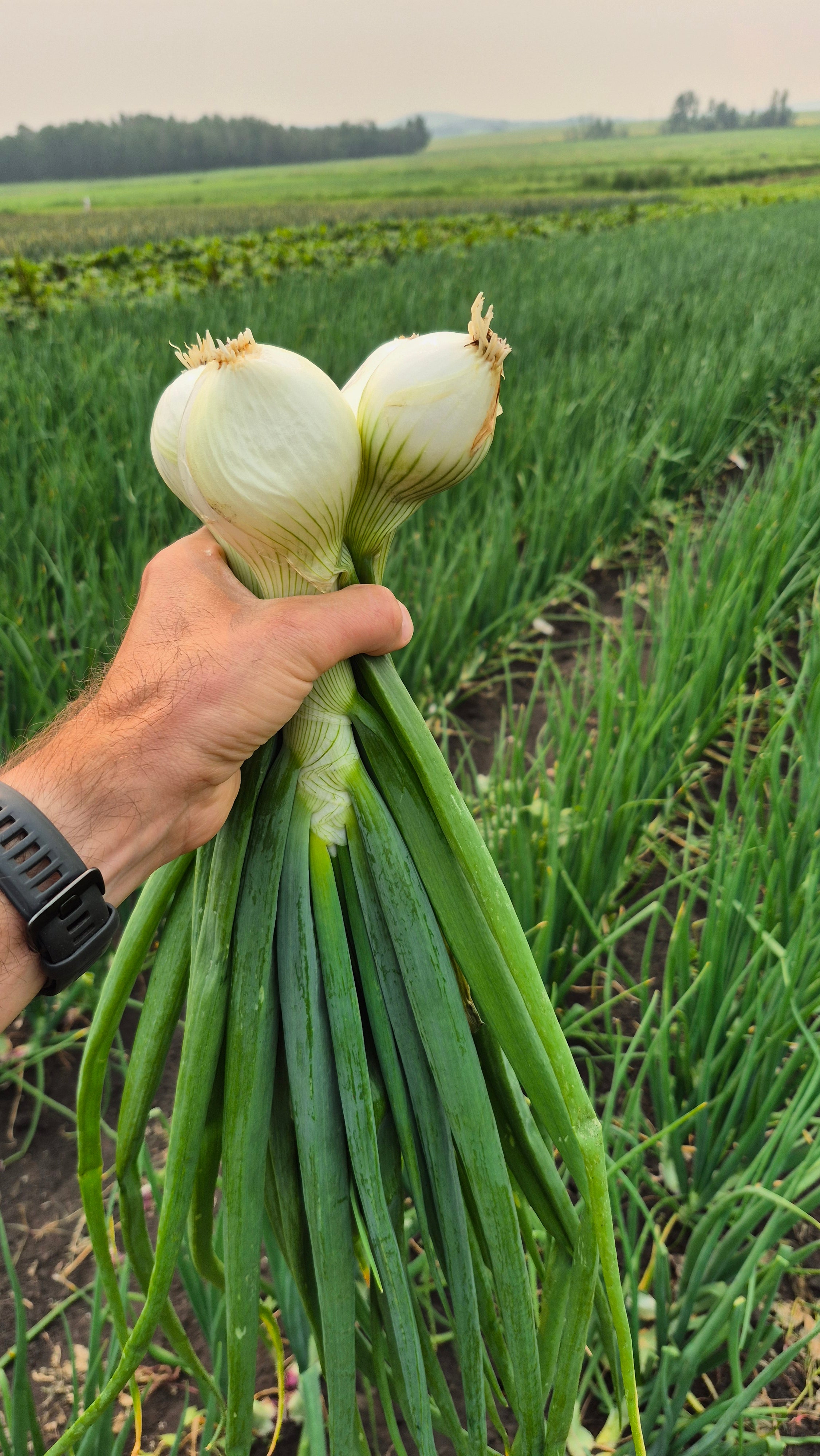 White Cooking Onion