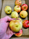 Gala apples in a box, one held up to show a bruise