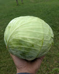 A pale green cabbage head held in one hand, outdoors on grass