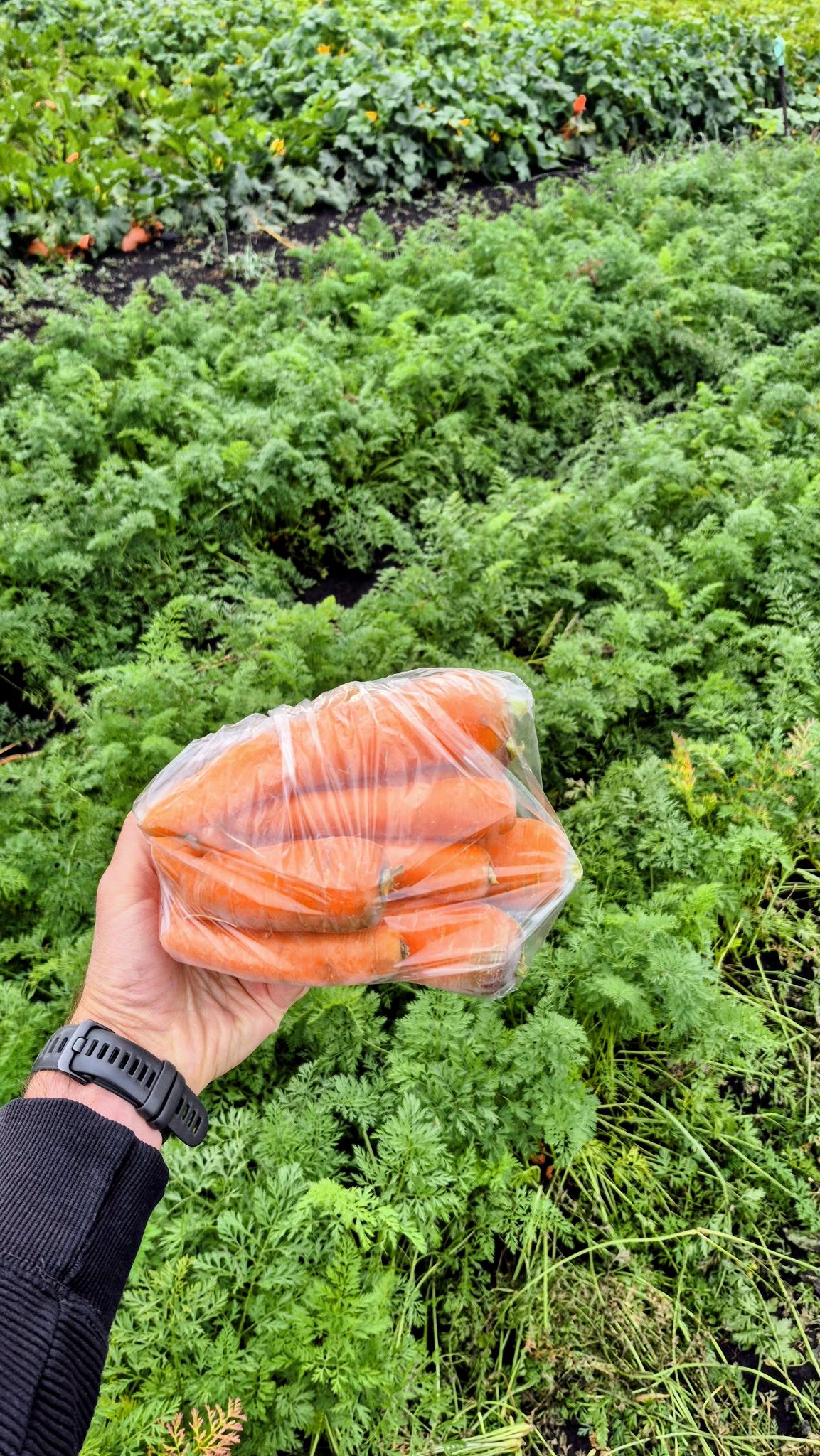 A 2 lb bag of carrots held in front of the carrot rows at Steel Pony Farm