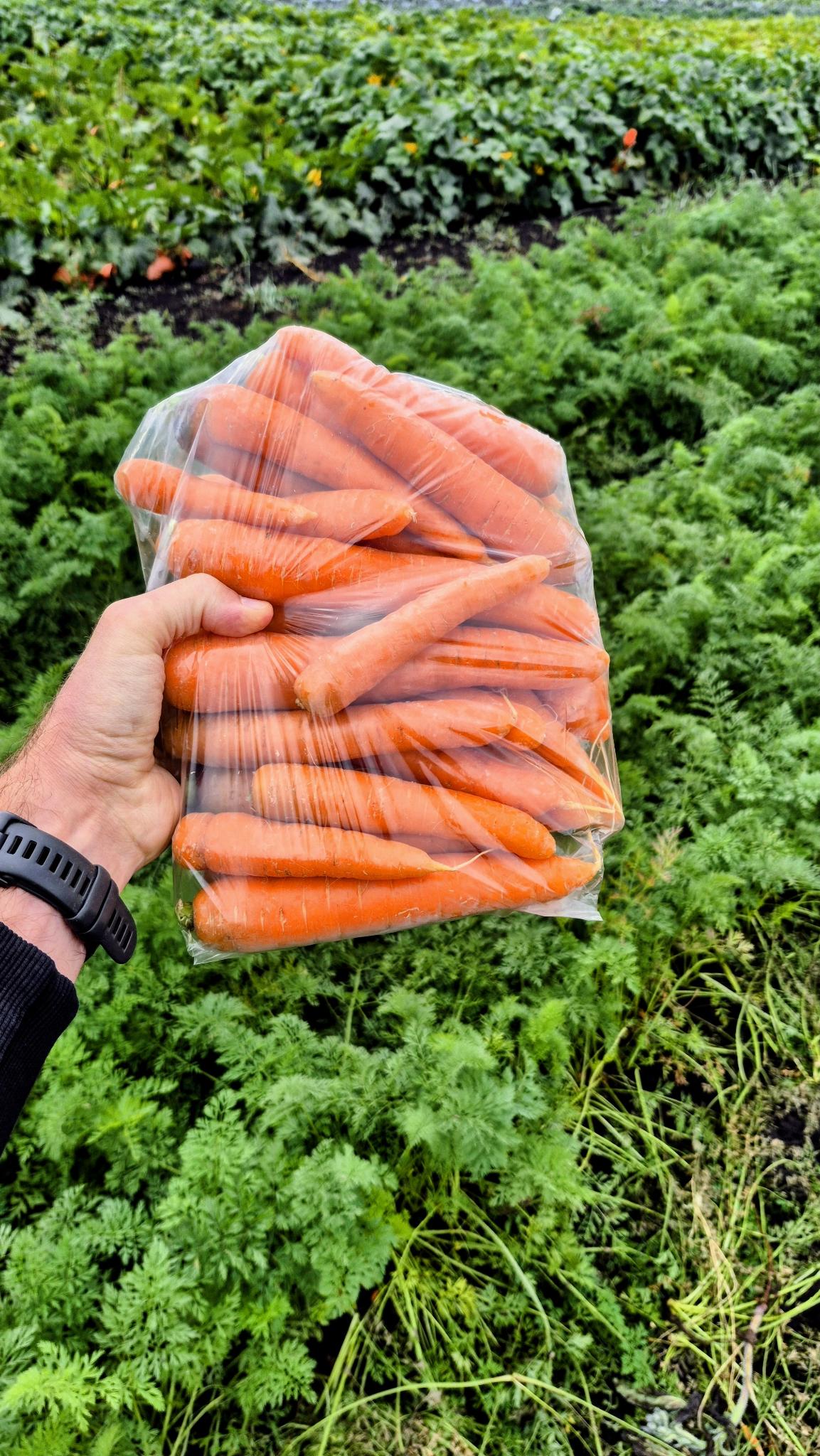 A 5 lb bag of carrots held in front of the carrot rows at Steel Pony Farm