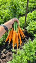 Carrots, Chemical-Free