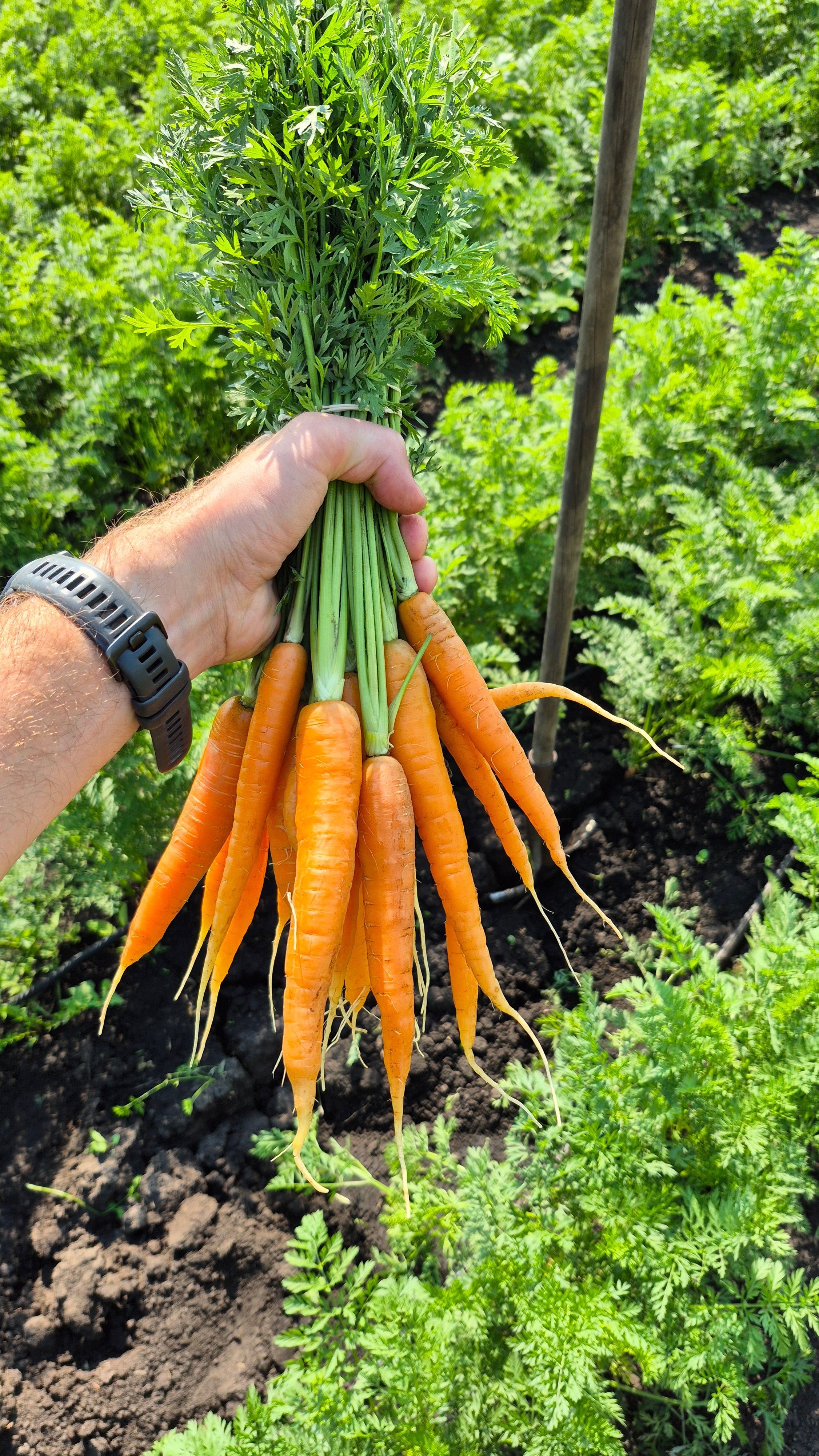 Carrots, Chemical-Free