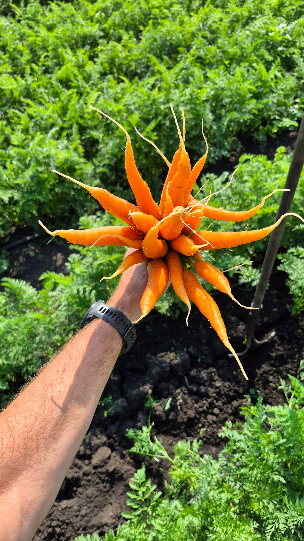 Carrots, Chemical-Free