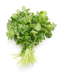 Cilantro
