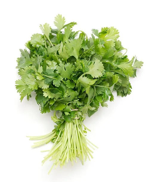 Cilantro