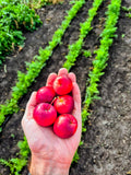 A handful of small red crab apples held over rows of carrots