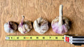 Music garlic, four sizes in a row beside a tape measure, Steel Pony Farm