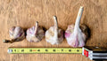 Red Russian garlic, four sizes in a row beside a tape measure, Steel Pony Farm
