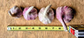 Tibetan garlic, four sizes in a row beside a tape measure, Steel Pony Farm