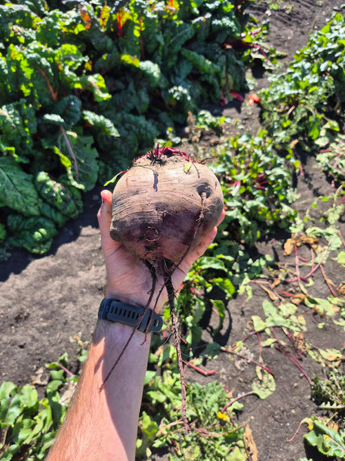 A giant beet, just pulled, held in one hand in the field at Steel Pony Farm
