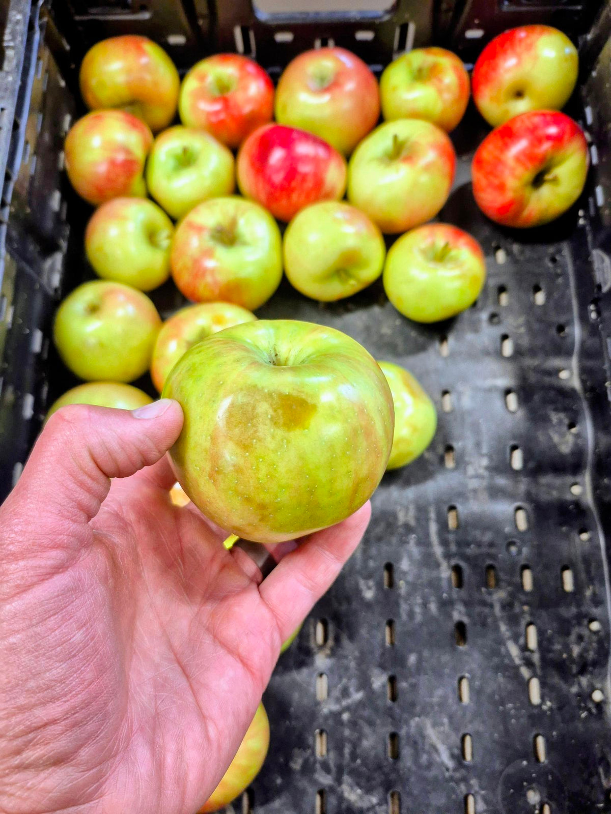 Honeycrisp apples with bruises, one held up to show a bruise