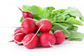 Radish, Red, Organic