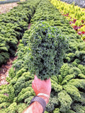 Kale